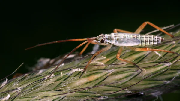 Skalbagge makro — Stockfoto