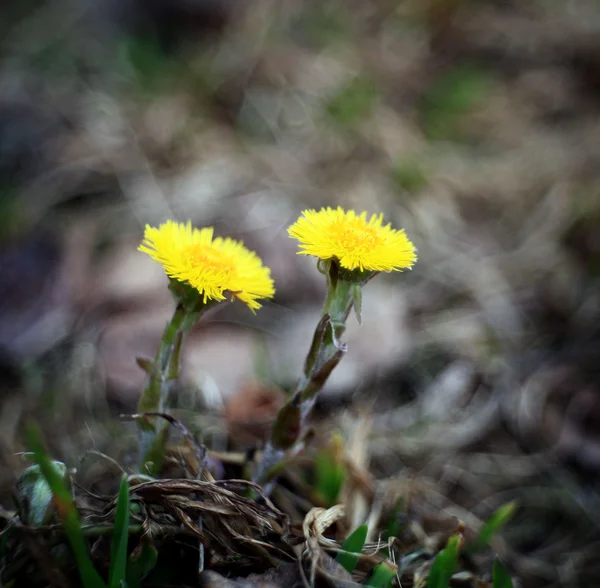 Coltsfoot flowers of spring — Stock Photo, Image