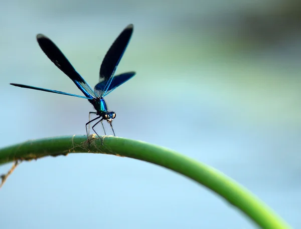 Dragonfly pe o ramură. closeup — Fotografie, imagine de stoc