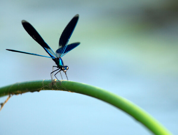 Dragonfly on a branch. closeup