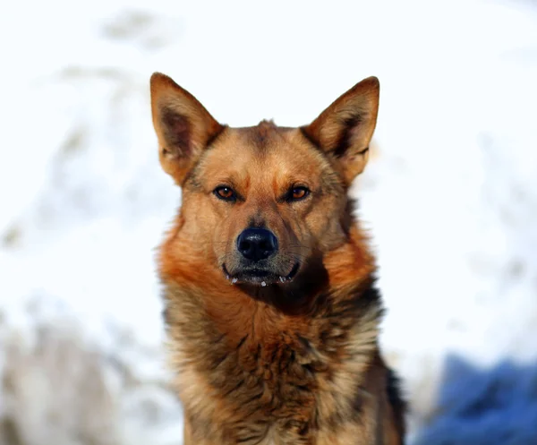Πορτρέτο του κόκκινο σκύλο — Φωτογραφία Αρχείου