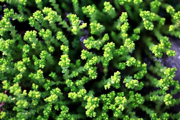 Textur Gras alpine Rutsche — Stockfoto