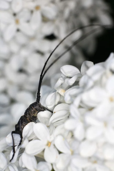 白いライラックの花の閉鎖 — ストック写真