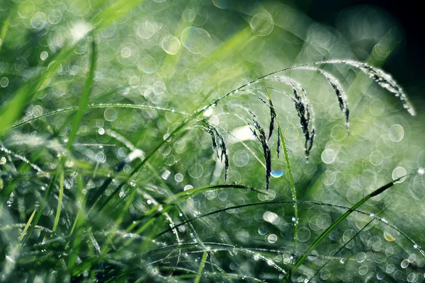 Grama, orvalho, gota, frescura, fundo natural é verde — Fotografia de Stock