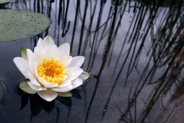 池に蓮の花が咲く — ストック写真