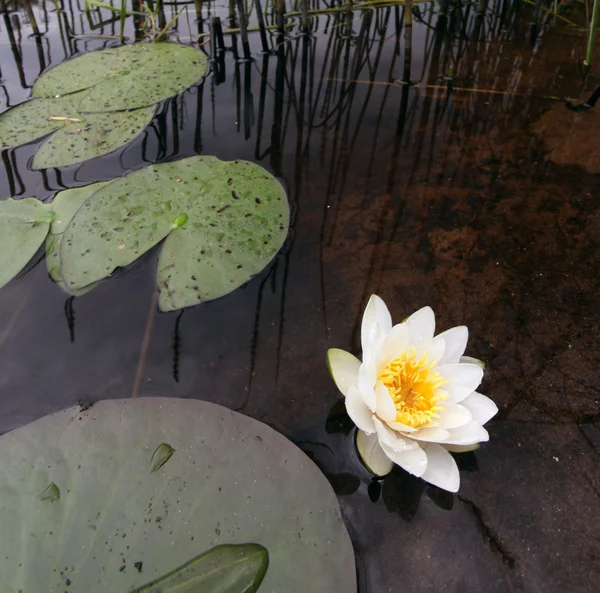 Lotus flower blooming in the pond — Stock Photo, Image