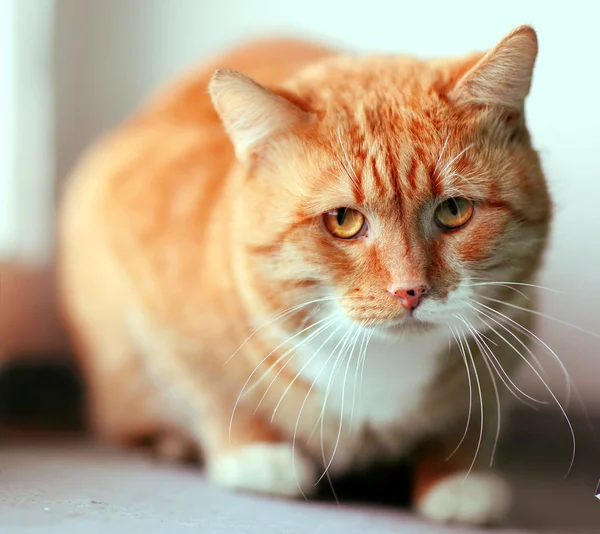 Портрет смешной кошки — стоковое фото