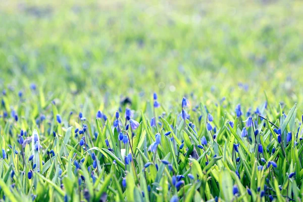 Blue flowers on green summer grass — Stock Photo, Image