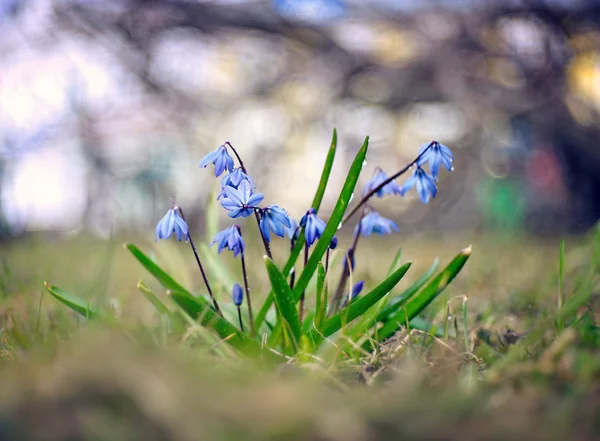 Gotas de neve, flores pequenas azuis — Fotografia de Stock