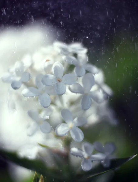 白いライラックの花の閉鎖 — ストック写真