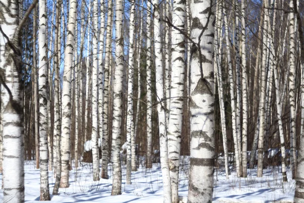 Bakgrund våren Björk skog och blå himmel — Stockfoto