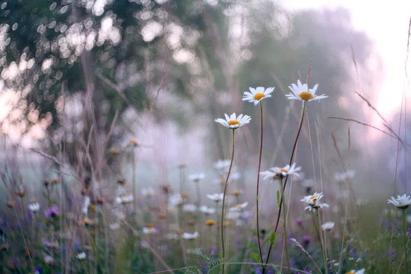 Daisies in a field — Stock Photo, Image