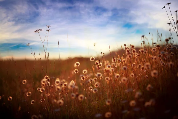 Field of dandelions at sunset — Stock Photo, Image