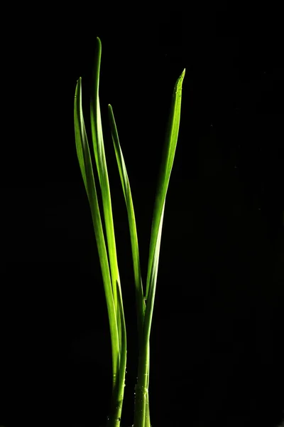 緑の芽、芽、草、黒の背景 — ストック写真