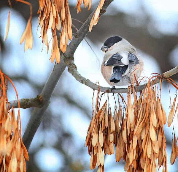 Bullfinch-fugl på en gren – stockfoto