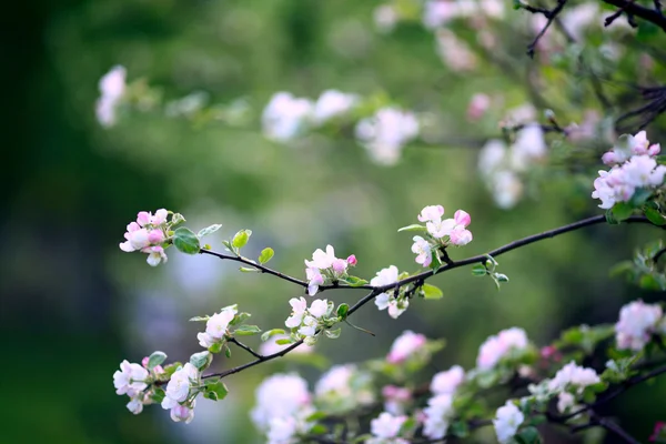 Gałązki kwiatów wiśni, biały, wiosna — Zdjęcie stockowe