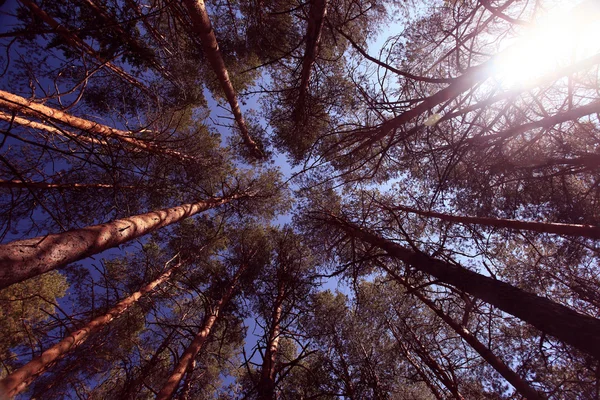 Pine gren upp i himlen — Stockfoto