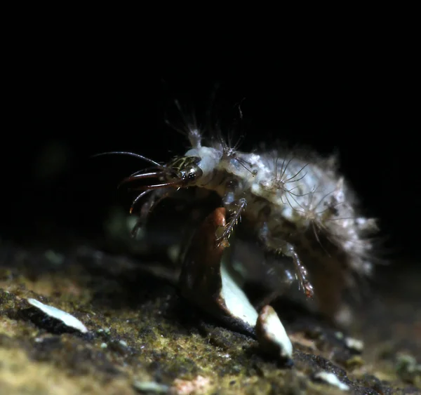 Insect larva — Stock Photo, Image