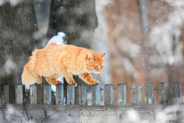 Red cat on a fence — Stock Photo, Image