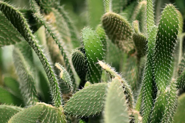 Cactus testurizzato — Foto Stock