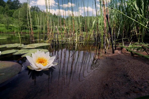 Lotosový květ kvetoucí v jezírku — Stock fotografie