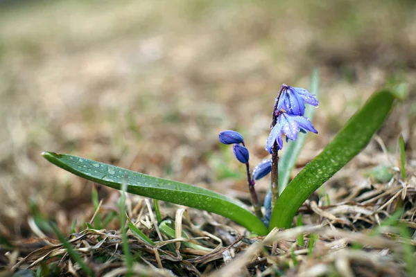 Gouttes de neige, petites fleurs bleues — Photo