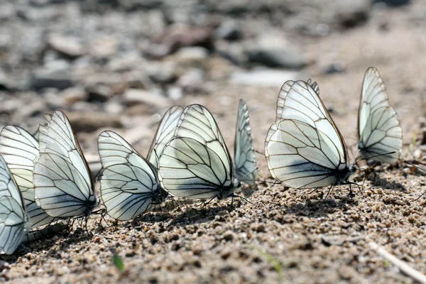 Mariposas — Foto de Stock