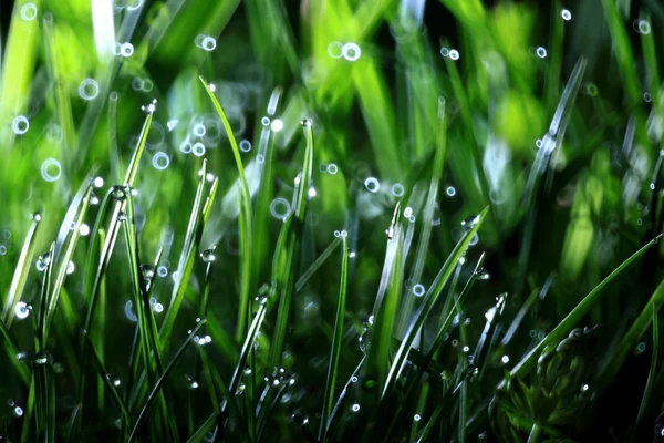 Πράσινο φόντο του φρέσκο χόρτο και τη δροσιά που πέφτει — Φωτογραφία Αρχείου