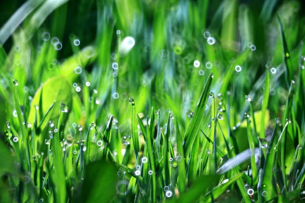 清新自然背景草、 露水和水的滴眼液 — 图库照片