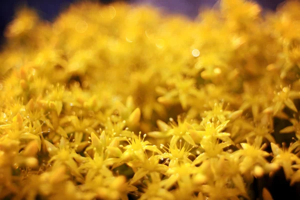 Flores amarillas primer plano —  Fotos de Stock
