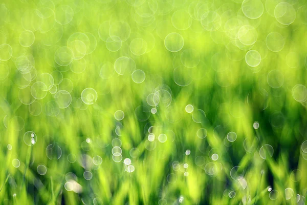 Hierba, rocío, gota, frescura, fondo natural es verde — Foto de Stock