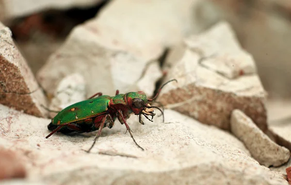 Closeup of a green beetle on a stone — Stock Photo, Image