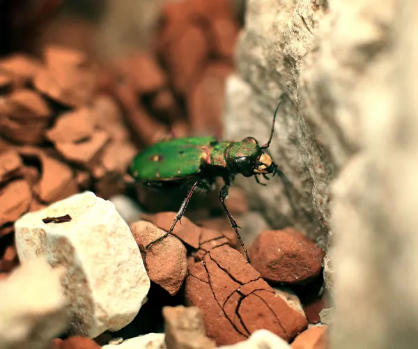 Fechar de um besouro verde em uma pedra — Fotografia de Stock