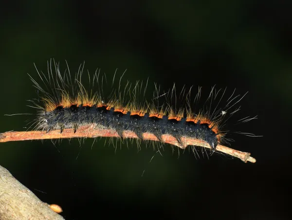 Caterpillar over black background — Stock Photo, Image