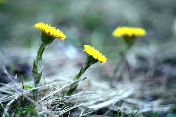 Fiori di coltsfoot di primavera — Foto Stock