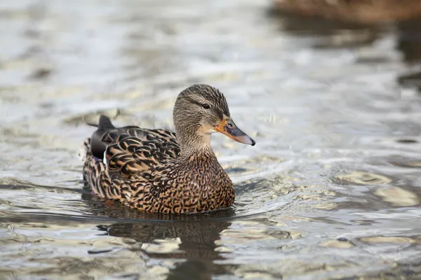 Canard colvert flottant sur l'eau — Photo