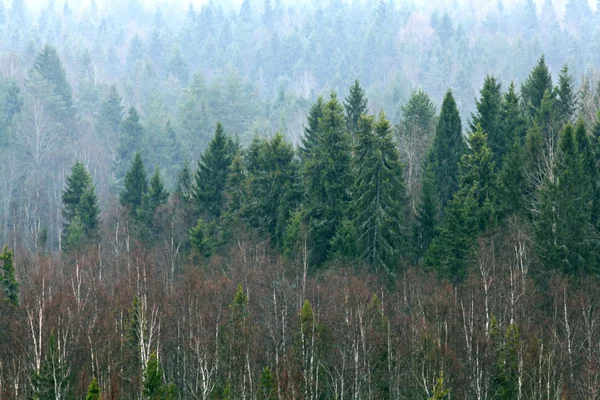 Pioggia autunnale nella foresta — Foto Stock