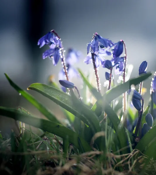 Snowdrops、青い小さな花 — ストック写真