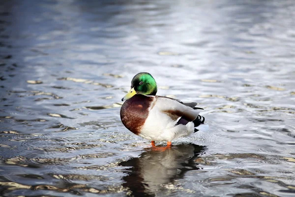 Eine Stockente — Stockfoto