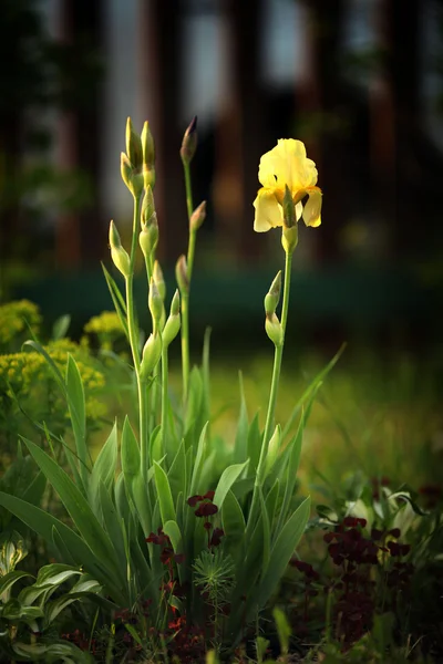 Yellow iris flower — Stock Photo, Image