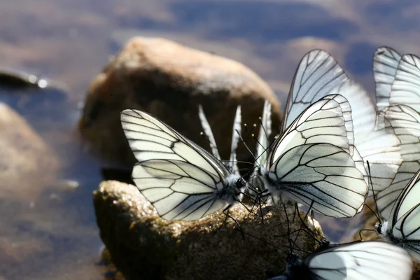 Vlinders — Stockfoto