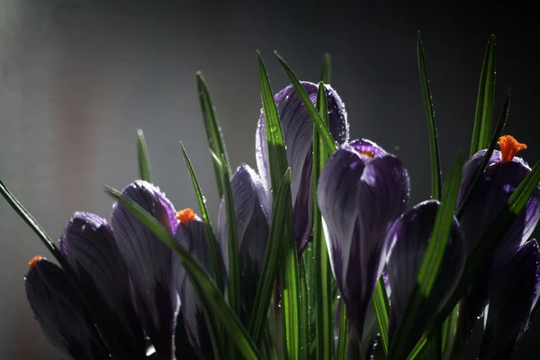 Cocodrilo sobre un fondo negro, hermosas flores de primavera, nevada —  Fotos de Stock