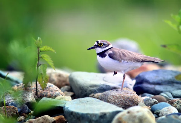 Little bird sitting on pebble stones — Stock Photo, Image