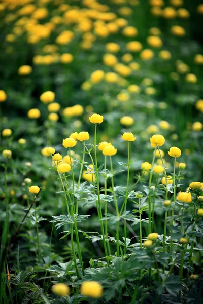 Flores amarillas en el campo, la naturaleza —  Fotos de Stock