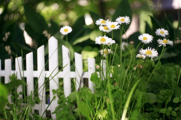 Daisies at the fence — Stock Photo, Image