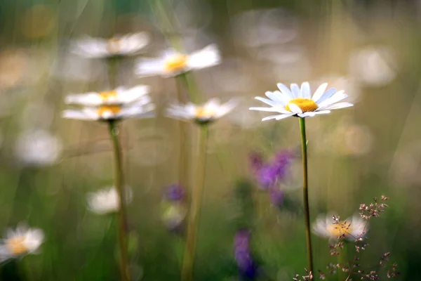 Daisies in a field — Stock Photo, Image