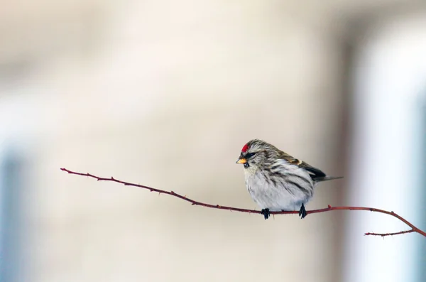 Schöner kleiner Vogel auf einem Ast — Stockfoto