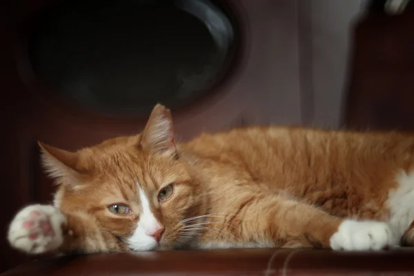 Gatto rossiccio sdraiato sul divano — Foto Stock