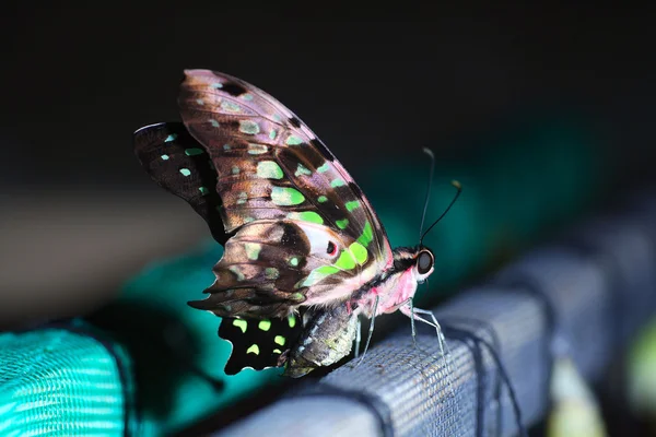 Mariposa. —  Fotos de Stock