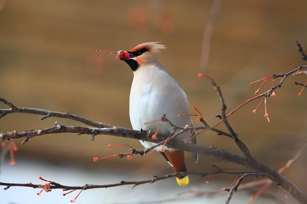 Waxwing with berry of mountain — Stock Photo, Image